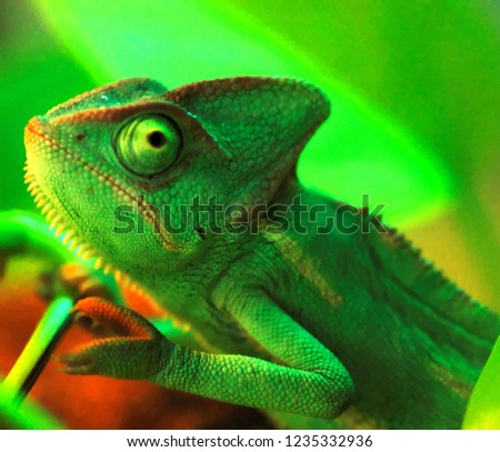 chameleon on a branch, beautiful photo digital picture
