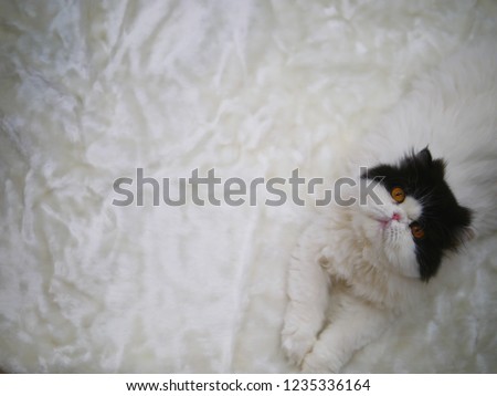 Persian cat,van cat,adorable white and black fluffy hair with little pink nose and yellow eyes looking at the camera while down on white carpet , copy space for text background ,top view picture