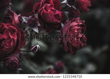 Dark red roses