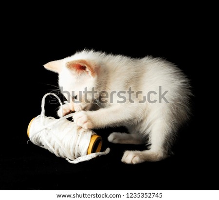 cat on white background, beautiful photo digital picture