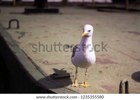 The seagull stands on the pier
