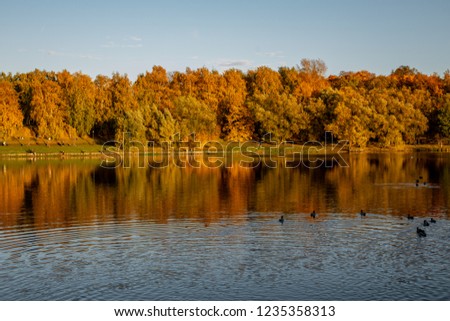 autumn landscape with trees and leaves on a pond with floating ducks