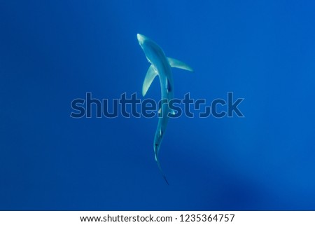 Blue shark, Pico island, Azores Archipelago.