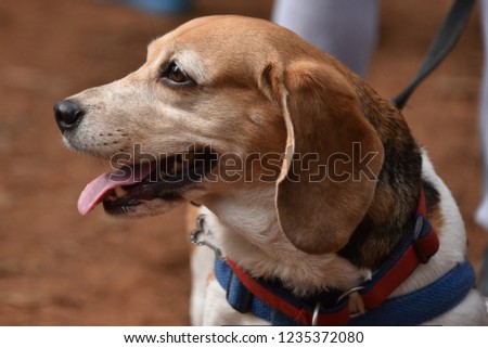 Beagle hound pet dog breed