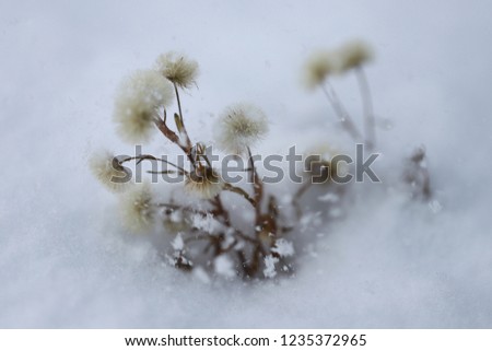 Erechtites hieraciifolius or fireweed on snowing background
