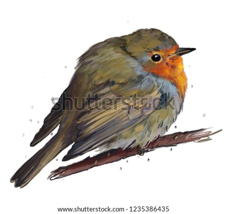 robin Bird, raster image, sketch
