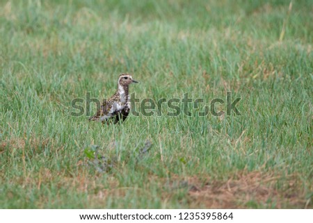 European Golden Plover (Pluvialis apricaria) in the Netherlands.