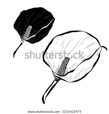 Decorative calla flowers set, design elements. Can be used for cards, invitations, banners, posters, print design. Floral background in line art style