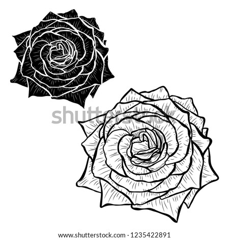 Decorative rose  flowers set, design elements. Can be used for cards, invitations, banners, posters, print design. Floral background in line art style