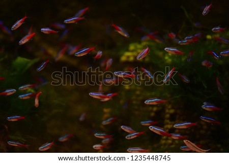 Freshwater aquarium fish, The cardinal tetra Paracheirodon axelrodi
