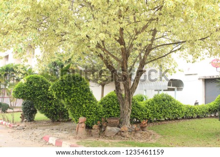Green Siamese rough bush plants cut and designed into shapes look like a couples of bid snakes situated under big  light green sacred fig in the garden beside the white building  