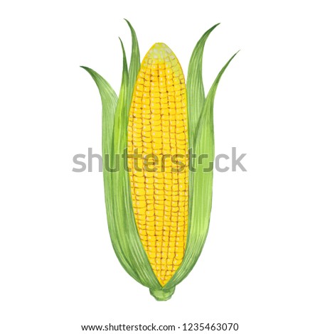ripe  corn, Hand drawn watercolor painting. Illustration  on white background
