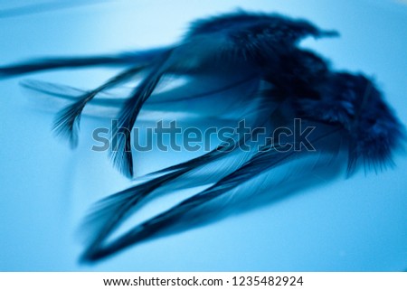 
Beautiful blue feathers on a light blue background