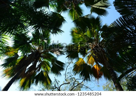 the  under view of the green jungle tree leaves and the sky