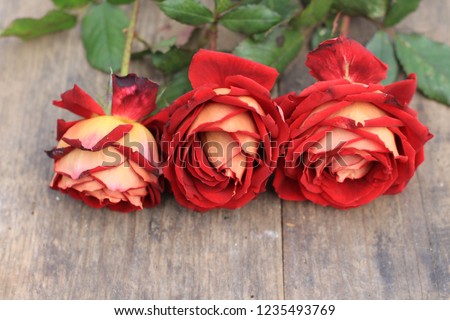Red roses on the wooden table, copy space
