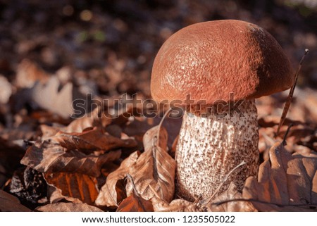 Leccinum aurantiacum mushroom alone isolated in forest ground full of foliage in late autumn near Medvednica-Zagreb