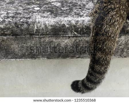 Cat tail on concrete wall