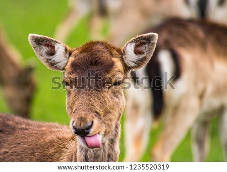 Funny Picture of a Deer