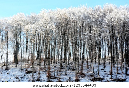 forest on a cold winter morning