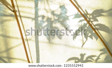 The shadow of the branches and leaves on the canvas for use as background. Transparent background, Shadows of trees on a transparent background, background with copy space for your text.
