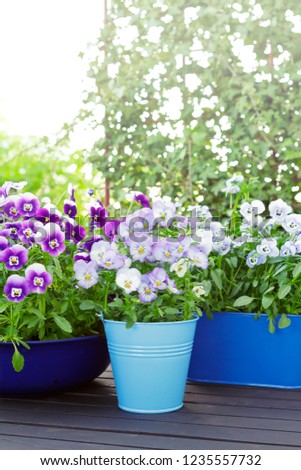 Purple, blue and violet pansy flowers in two pots and a bowl on a wooden balcony table in spring, copy or text space