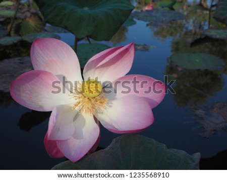 lotus.There is a large, beautiful pink in the middle of the river and has a leafy background of beautiful green lotus.