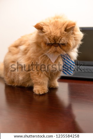 Image of exotic cat in striped tie on laptop background