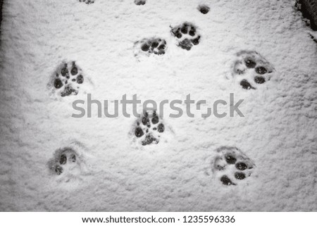 Traces of a wolf in the snow, traces in the snow