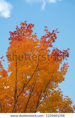 Bright orange leaves of maple against blue sky. Vertical background.