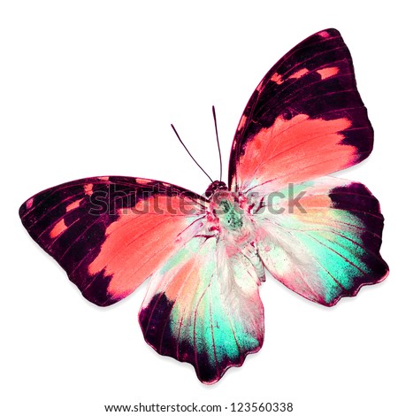 colorful butterfly isolated on white background Royalty-Free Stock Photo #123560338