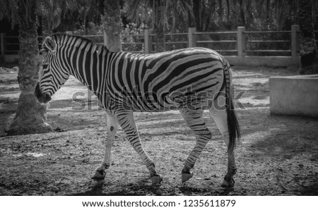 Zebra in black and white