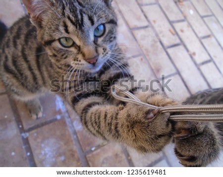 A cat plays with a string of a camera