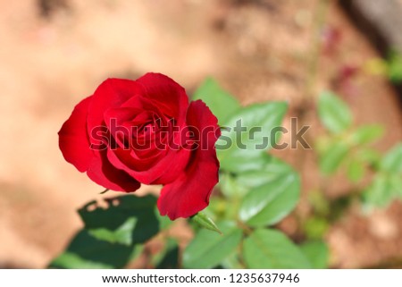 Beautiful red rose, rose flower wallpaper