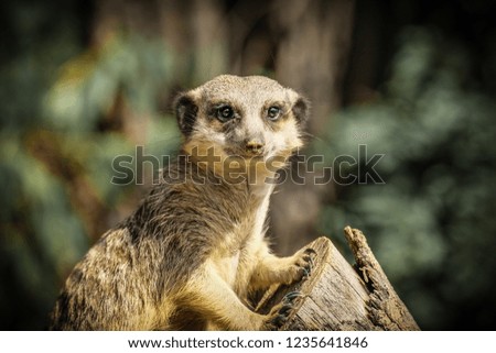 African cute meerkat guarding his territory