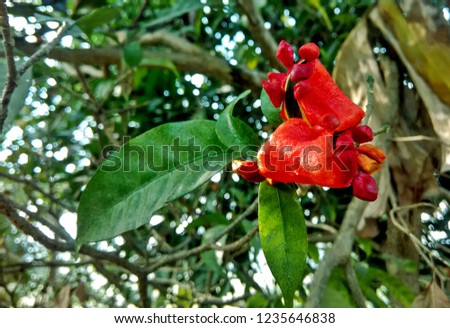 ripe and dehiscent fruit of Tabernaemontana divaricata (Apocynaceae), commonly called pinwheelflower, crape jasmine, East India rosebay and Nero's crown. 