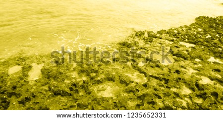 Yellow colored wild coast of Cuba