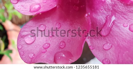 Drops of water on the petals Royalty-Free Stock Photo #1235655181
