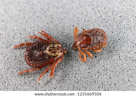 Ixodid tick (Dermacentor sp.) and hard-bodied ixodid tick (Ixodes sp.) females