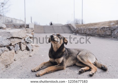 Stray playful dog lying on city street. Ukraine.