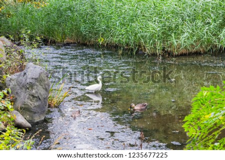 Nature background with view of traditional Japanese garden in Hibiya park in Tokyo, Japan, with trees, and water reflections in November.