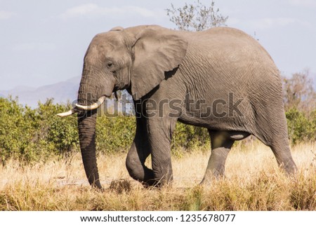 Saw this Elephant walking in the Kruger National Park in South Africa.