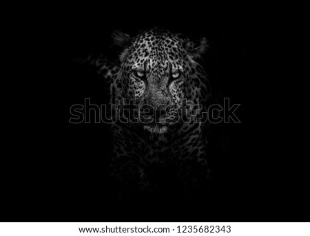 Cheetah leopard jaguar Black and White