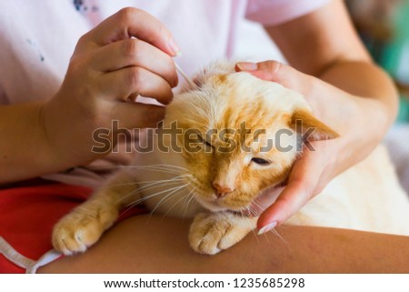 ginger and white Thai breed cat sits on the woman's lap and she cleans its ears close-up shallow depth of field