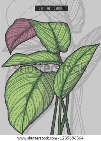 Drawn Pin stripe calathea ornata rainforest tropical prayer plant vector illustration Royalty-Free Stock Photo #1235686564