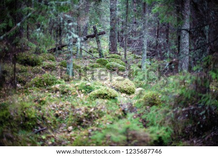 autumn forest after the rain with wet foliage and shallow depth of field. dull green colors