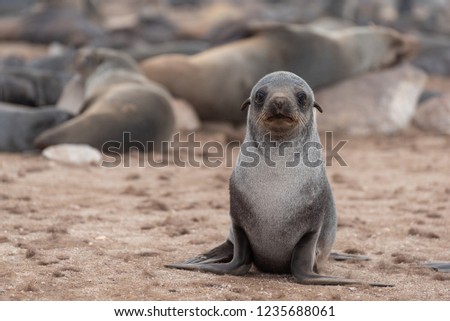 Cute young seal, lion, in rainy weather on beach looking at camera, alone