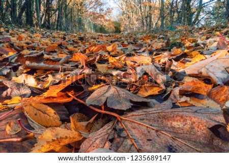 Beautiful fallen leaves 