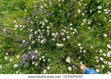 sunny meadow with different flowers in summer day with clear weather