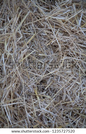 Hay seamless background texture dry.