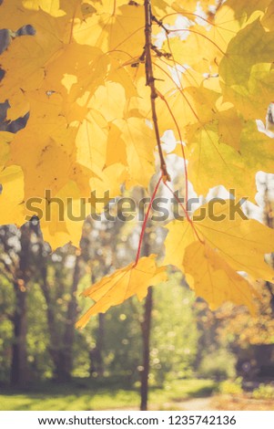 Yellow autumn foliage. Background bokeh.  Sunny day.